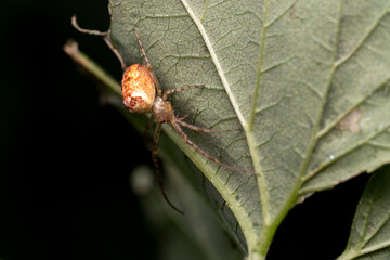 Canvas Print - spider cross in the wild, the habitat of spiders