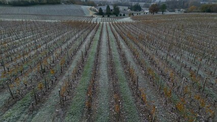 Wall Mural - Aerial view Bordeaux vineyard in autumn under the frost, Gironde, France. High quality 4k footage