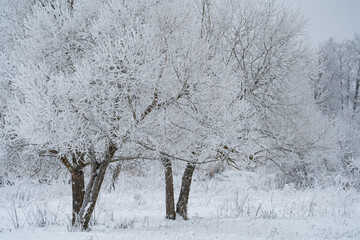 Wall Mural - winter forest after a snowfall, sunny day, trees in the snow