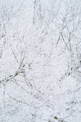 Wall Mural - winter forest after a snowfall, sunny day, trees in the snow