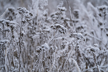 Wall Mural - winter sunny day, stems and branches of plants in a brilliant frosty frost, defocus light