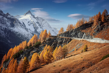 Fototapete - Incredible autumn landscape. Scenic view on mountain highland with colorful trees and perfect blue sky  in the background the beautiful Grossglockner. Amazing nature background. postcard