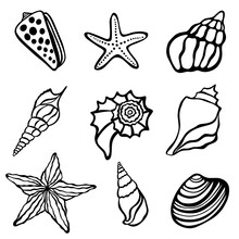 Collection Seashells Algae And Starfish