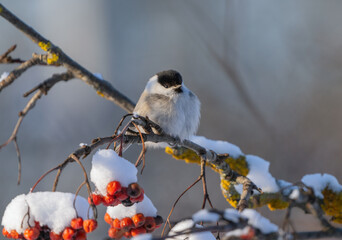 Wall Mural - The bird Parus montanus or Willow tit fluffing its feathers in a severe frost sits on a branch of a red mountain ash covered with snow close up