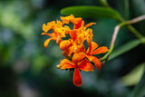 Fototapeta Storczyk - storczyk kwiat