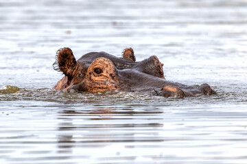 Wall Mural - An adult hippopotamus, Hippopotamus amphibius, emerges from the waters of Lake Edward, Queen Elizabeth National Park, Uganda