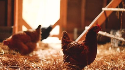 Wall Mural - Hens inside a chicken coop on a small farm. Small scale poultry farming in Ontario, Canada.