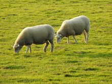 Two Sheep On Green Grass Eat Grass
