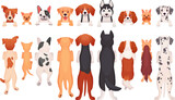 Fototapeta Pokój dzieciecy - Hanging dogs. Peeking pets front or back border, cartoon standing dog puppies hang head and paw on banner, row looking pet canine faces, peek animals ingenious vector illustration