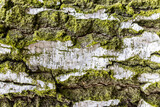 Fototapeta Londyn - zima, wiosna, drzewo, las, kora, biały, zieleń