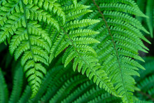 Beautiful Leaves Of A Fern, Close-up. Dense Green Foliage, Macro. Green Fern Plant In Close Up