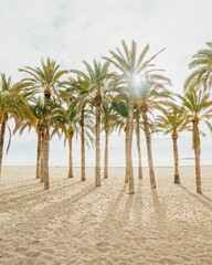 palm trees on the beach