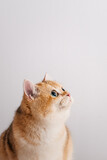 Fototapeta Koty - Looking up cute red cat isolated on white background, space for text for your design	