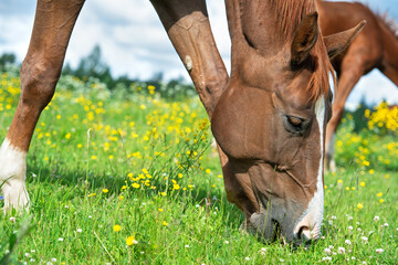 Canvas Print -  portrait of chestnut  brood mare grazing   at pasture around herd. cloudy sunny day. close up