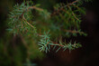Coniferous pine trees growing wild