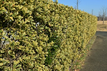 Canvas Print - The variegated leaf Japanese spindle tree hedge and  berries. Celastraceae evergreen shrub. Many florets bloom in summer, and berries ripen in autumn and dehiscence to produce orange-red seeds.