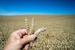 Ähren werden in einer Hand gehalten vor einem goldgelben Weizenfeld, der Abschluß des Bildes zeigt einen starken blauen Himmel.