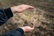 Eine junge Maispflanze liegt mit Wurzel und Erde in einer Hand, die andere Hand beschützt von oben die Pflanze, im Hintergrund der Maisacker.