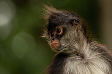 Funny Cute Yukatan Spider Monkey In Jungles, Profile Look.