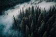 Ominous black tree forest covered in fog landscape background