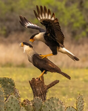 Crested Caracara Landing On Back Of Another Bird