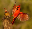 Female and male Northern Cardinals on tree stump