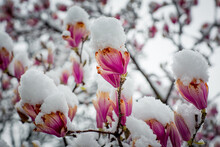 A Rare Flower Of Magnolia Sulanja, Under The Spring Snow,spoiled