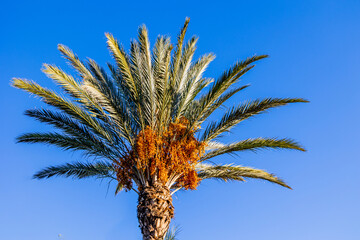 big green palm tree against the sky