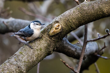 Wall Mural - spotted woodpecker