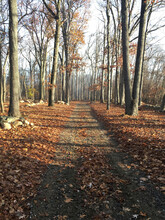Road Amidst Trees At Forest During Autumn