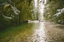 Scenic View Of River Amidst Trees In Forest During Winter.