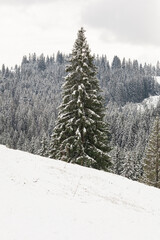 Wall Mural - foggy winter landscape in Carpathian Mountains, Ukraine.