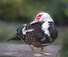 A Sweet Muscovy Female Duck Poses With A Profile View At A Neighborhood Park, The Duck Pond, Buckhead, Atlanta, Georgia 