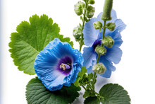 Malvaceae, Alcea Rosea Linn, And Hollyhock Beautiful Blue Hollyhock Flower Arrangement Close Up With Clipping Path, Isolated On White Backdrop. Blue Exotic Flower. Generative AI