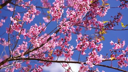 Wall Mural - Cherry apricot branch blooms brilliantly on a spring morning. Flowers blooming in spring in the highlands of Vietnam bring joy and prosperity of a new year