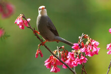 White-headed Black Bulbul ( Hypsipetes Leucocephalus ), Small Bird From The Asia ,with Cherry Blossom , Pink Sakura Flower In Nature.