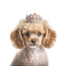 Cute Little Apricot Toy Poodle Puppy With A Little Pink Princess Crown On A White Background.  This Is A Small Pet Dog.  Image Was Created By Ai Digital Art