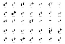 Different Footprint Traces. Footprint Step Traces Animals. Vector Illustration.