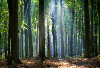  Beautiful sunny morning in green forest