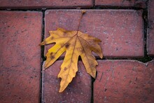 Autumn Leaves On The Pavement