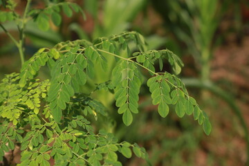 Wall Mural - Moringa leaves appear yellow because they don't get proper nutrition