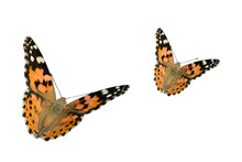 Brown Painted Lady Butterflies, Vanessa Cardui Isolated On White Background