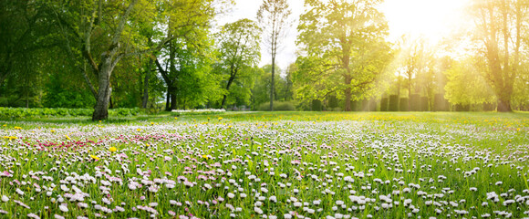 Meadow with lots of white and pink spring daisy flowers