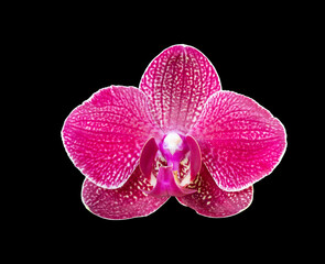 Wall Mural - Isolated orchid flower on a black background. Kimono variety