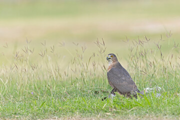 Wall Mural - A Cooper's hawk (Accipiter cooperii) holding down a bird to the ground in the grass.