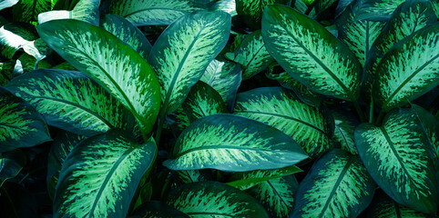 Sticker - closeup nature view of tropical leaves background, dark nature concept
