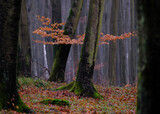 Fototapeta Tęcza - Drzewo w puszczy bukowej