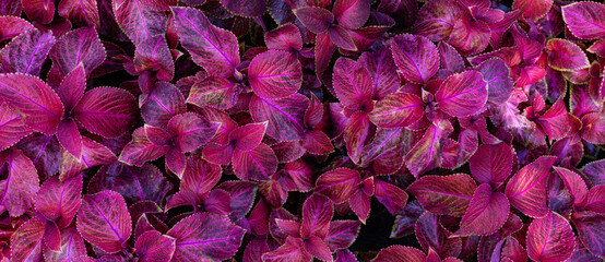 Papier Peint - Full Frame of Purple Leaves Pattern Background, Nature Lush Foliage Leaf Texture, tropical leaf	