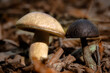 Two mushrooms in forest.