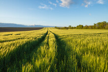 Germany, Bavaria, Vast Barley Field In Spring